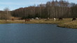 stado koni nad wodą