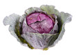 fresh red cabbage on a white background .