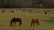 stado koni na rancho