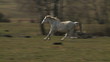 biały koń galopuje w slow motion