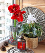 Composition from a cyclamen and  hippeastrum. Eve of Advent