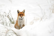 Red fox in the snow