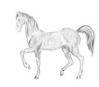 Vector: White horse prancing White horse prancing