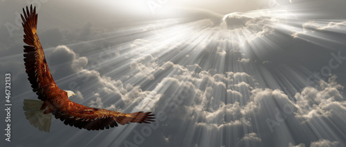 Illustration: Eagle in flight above the clouds Eagle in flight above the clouds