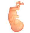 human fetus