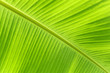 Photo: Close up of fresh banana leaf Close up of fresh banana leaf
