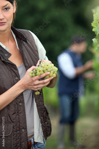 Photo: Gardener with bunch of grapes Gardener with bunch of grapes