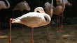 Pink flamingos (Phoenicopterus) in the zoo