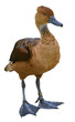 Isolated Fulvous Whistling Duck