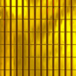 gold bars