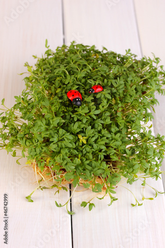 Photo: Fresh garden cress with ladybugs close-up on wooden table Fresh garden cress with ladybugs close-up on wooden table