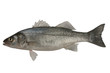Foto: Seabass, Dicentrarchus labrax. Seabass, Dicentrarchus labrax.