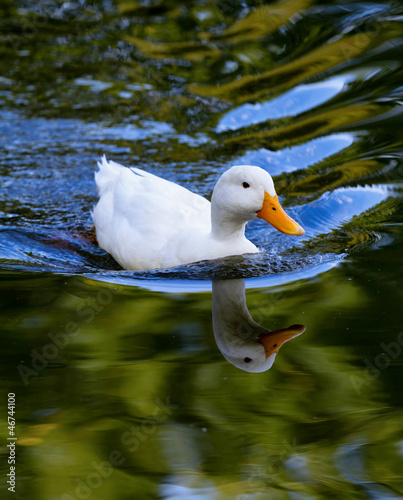 Photo: Duck Duck