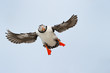 Atlantic Puffin flying.
