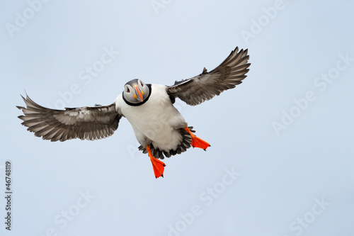 Photo: Atlantic Puffin flying. Atlantic Puffin flying.