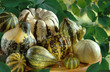 Coloquintes
