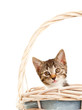 Kitten