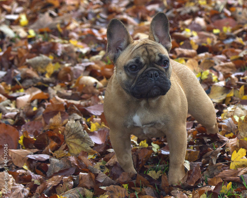 Photo: Pug Pug