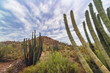 Saguaro cactus