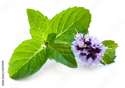 Photo: Leaf of mint with flower Leaf of mint with flower