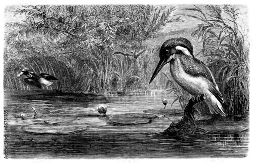 Illustration: Bird : Kingfisher - Martin-Pêcheur Bird : Kingfisher - Martin-Pêcheur
