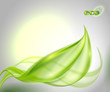 Abstract background with green leaf