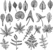 Many different leaves