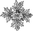 Branch of maple leaves