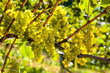 Weintrtauben am Rebstock im Weingarten