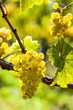 Weintrtauben am Rebstock im Weingarten