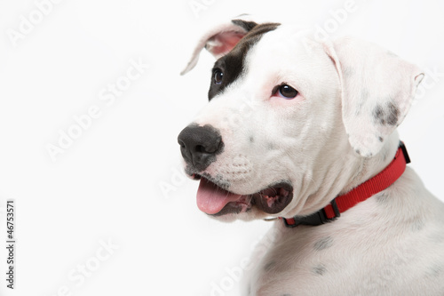 Photo: white dog with red collar white dog with red collar