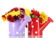 beautiful summer flowers in watering cans, isolated on white