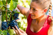 Winzer pflückt Wein Trauben zur Erntezeit