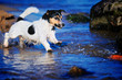 Dog Playing
