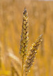 Weizen auf einem Feld