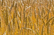 Weizen auf einem Feld