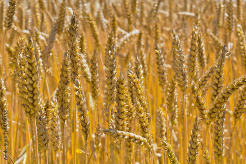 Photo: Weizen auf einem Feld Weizen auf einem Feld
