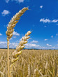 Gerste auf einem Feld