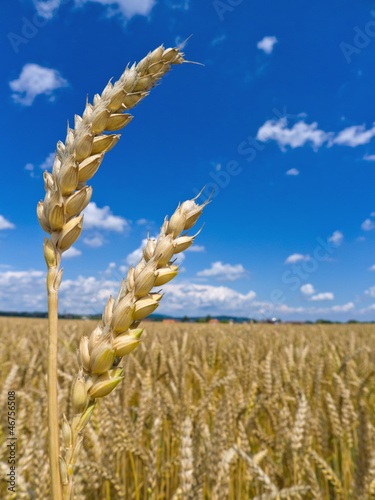 Photo: Gerste auf einem Feld Gerste auf einem Feld