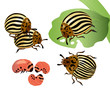 Illustration of a Colorado potato beetle