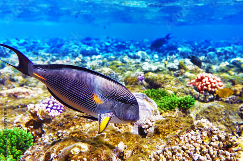  Coral and Fish-surgeon in the Red Sea. Egypt, Africa .