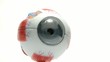 Human eye model tool for anatomic medical students