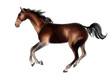 Vector: Arabian horse Arabian horse