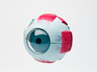 Human eye model tool for anatomic medical students
