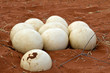Ostrich eggs