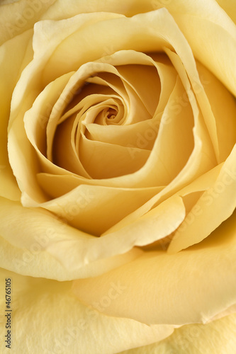 Photo: Yellow rose flower Yellow rose flower