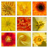 Collage of yellow and orange flowers