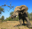 Wütender Elefant