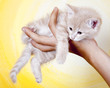 Katzenbaby auf der Hand