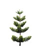Isolated Pine Tree